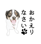 モモの敬語スタンプ（個別スタンプ：12）