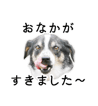 モモの敬語スタンプ（個別スタンプ：13）