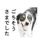 モモの敬語スタンプ（個別スタンプ：14）
