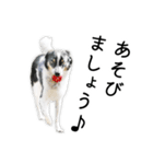 モモの敬語スタンプ（個別スタンプ：15）