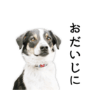 モモの敬語スタンプ（個別スタンプ：17）