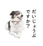 モモの敬語スタンプ（個別スタンプ：18）