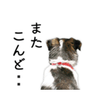 モモの敬語スタンプ（個別スタンプ：19）