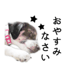 モモの敬語スタンプ（個別スタンプ：21）
