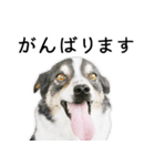 モモの敬語スタンプ（個別スタンプ：22）