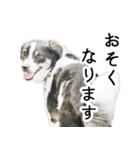 モモの敬語スタンプ（個別スタンプ：23）