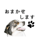 モモの敬語スタンプ（個別スタンプ：24）