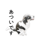 モモの敬語スタンプ（個別スタンプ：25）