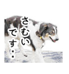 モモの敬語スタンプ（個別スタンプ：26）