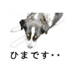モモの敬語スタンプ（個別スタンプ：27）