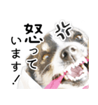 モモの敬語スタンプ（個別スタンプ：29）