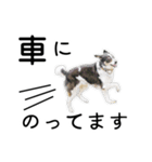 モモの敬語スタンプ（個別スタンプ：31）