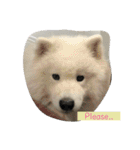 マシュマロ-サモエド❤️（個別スタンプ：3）