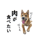 柴犬 紀之介2（個別スタンプ：6）