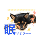 柴犬コウ 1（個別スタンプ：1）