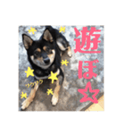 柴犬コウ 1（個別スタンプ：2）