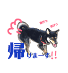 柴犬コウ 1（個別スタンプ：3）