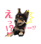 柴犬コウ 1（個別スタンプ：4）
