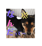 柴犬コウ 1（個別スタンプ：5）
