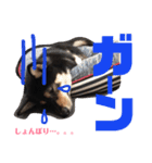 柴犬コウ 1（個別スタンプ：6）