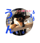 柴犬コウ 1（個別スタンプ：7）