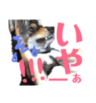 柴犬コウ 1（個別スタンプ：8）