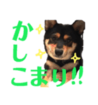 柴犬コウ 1（個別スタンプ：10）