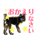 柴犬コウ 1（個別スタンプ：11）