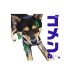 柴犬コウ 1（個別スタンプ：12）