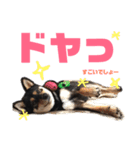 柴犬コウ 1（個別スタンプ：13）