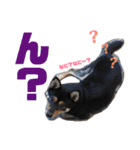柴犬コウ 1（個別スタンプ：14）