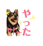柴犬コウ 1（個別スタンプ：16）