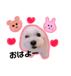 かわいいマルチーズ ばにたんの1日❤️（個別スタンプ：1）