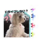 かわいいマルチーズ ばにたんの1日❤️（個別スタンプ：10）