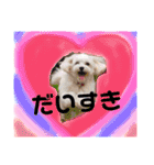かわいいマルチーズ ばにたんの1日❤️（個別スタンプ：23）