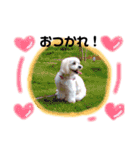 かわいいマルチーズ ばにたんの1日❤️（個別スタンプ：30）