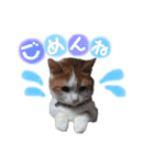 ♡りっくん＆りん♡（個別スタンプ：11）