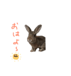 モカちゃんズ（個別スタンプ：1）