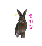 モカちゃんズ（個別スタンプ：4）