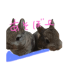 モカちゃんズ（個別スタンプ：15）