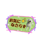 新！白プーえいとちゃんの普段使いのやつ（個別スタンプ：32）