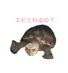 コロン スタンプ（個別スタンプ：1）