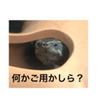 コロン スタンプ（個別スタンプ：4）