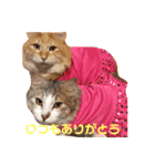 シロチャンマン♡（個別スタンプ：6）
