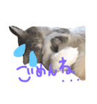 シロチャンマン♡（個別スタンプ：8）