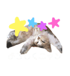 シロチャンマン♡（個別スタンプ：12）