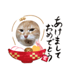 シロチャンマン♡（個別スタンプ：15）