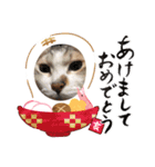 シロチャンマン♡（個別スタンプ：16）