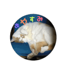金銀フレンズ（個別スタンプ：1）