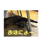 金銀フレンズ（個別スタンプ：2）
